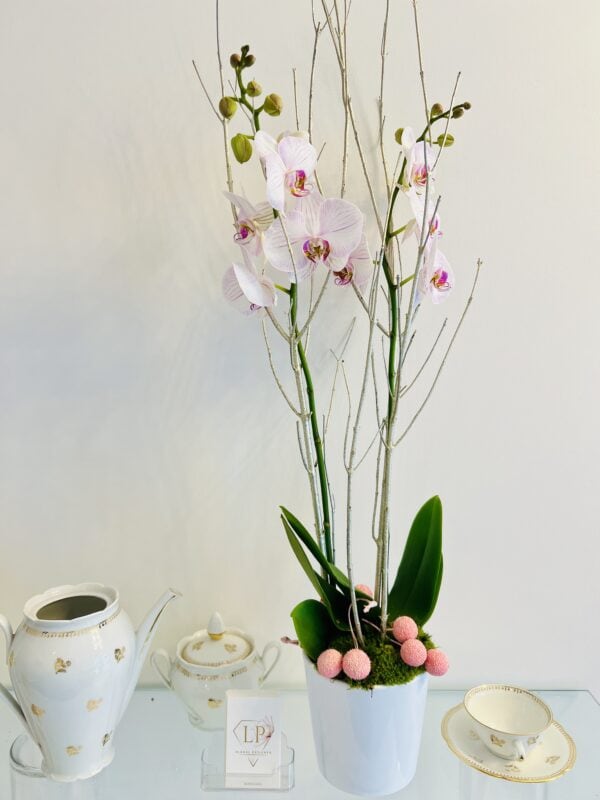 Orchidée
