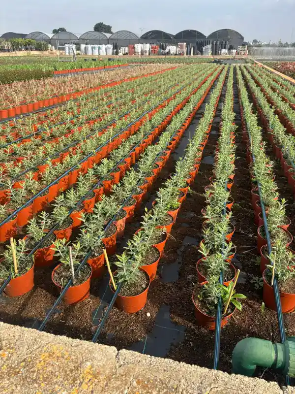 Perovskias atriplicifolias.