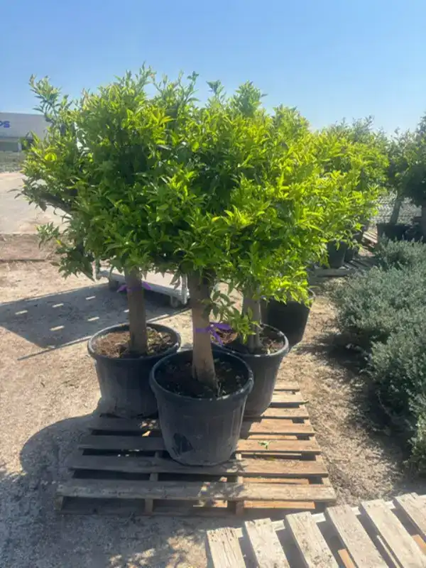 buy a lemon tree in Mallorca