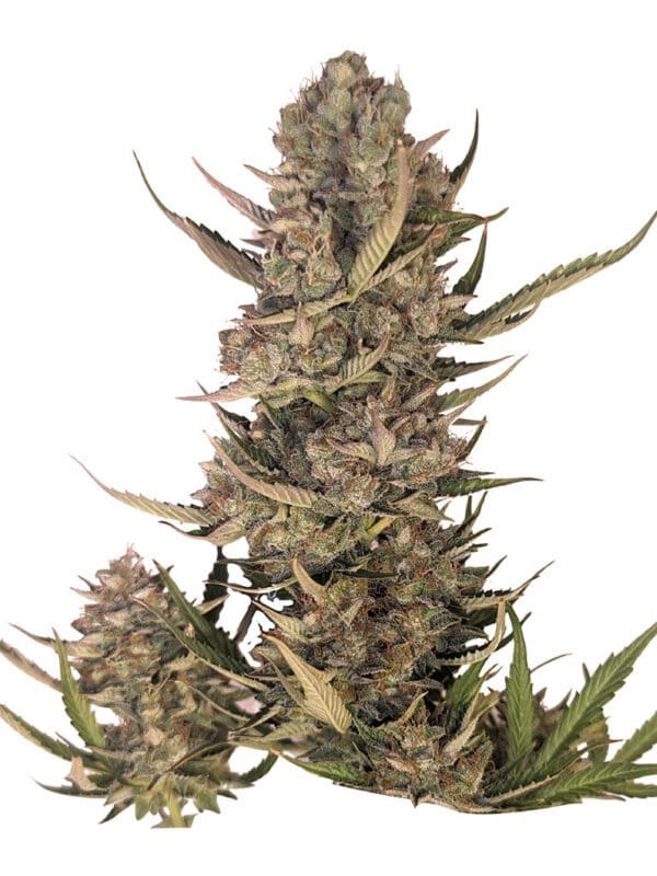 Pink Lemonade Auto seeds