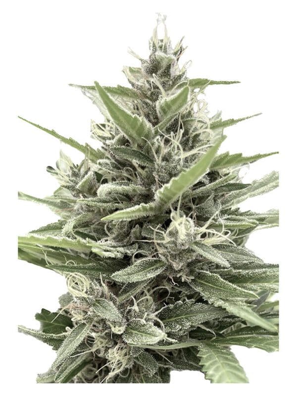 Modified Animal Cookies