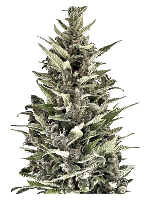 Buy Cannabis Seeds Canada