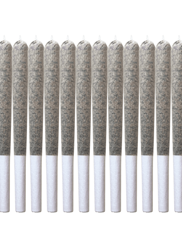 Miami Daze(Guru) Pre-Rolls 14 Pack <br>Sativa <br>28.13%