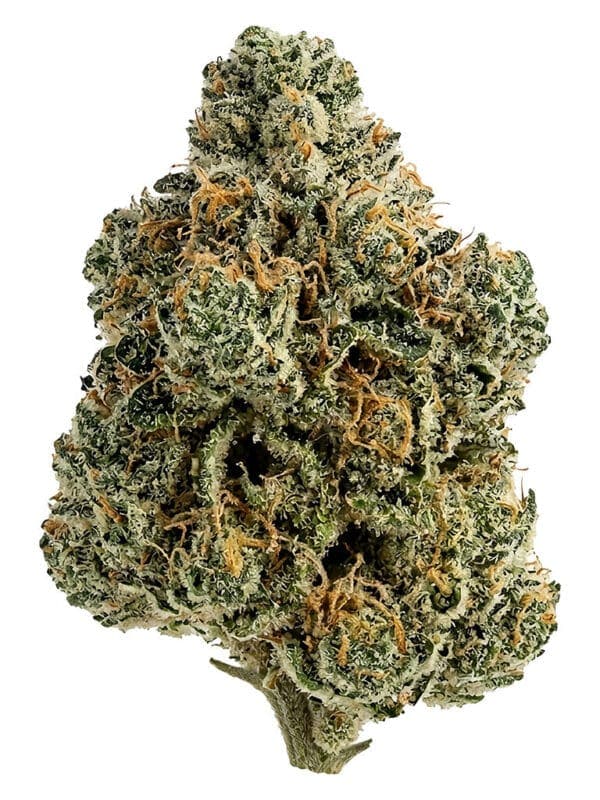 Tiki Madman Breeders Stash 7g | Hybrid Strain | Montrose