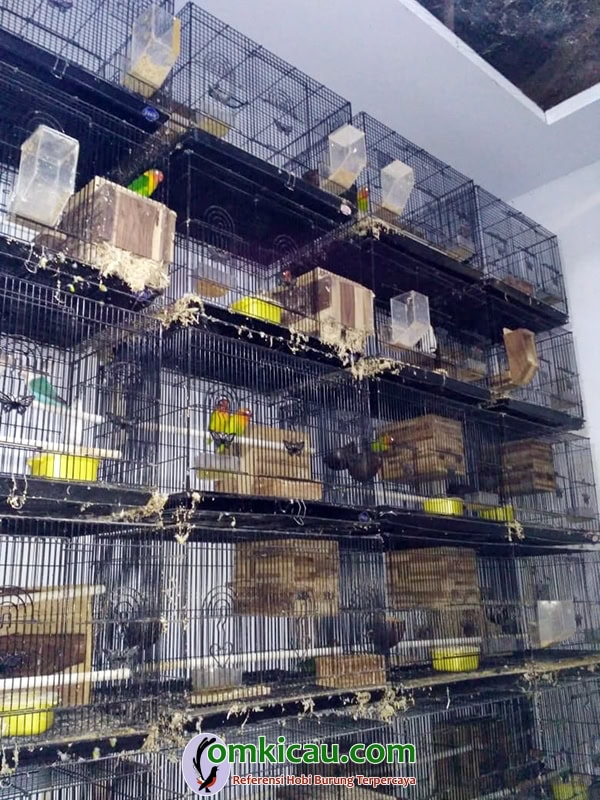 Ody Lovebird Farm Ody Lovebird Farm