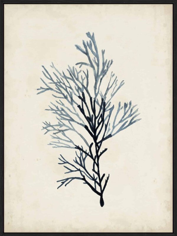 Seaweed Specimens IV - Canvas Gallery Black