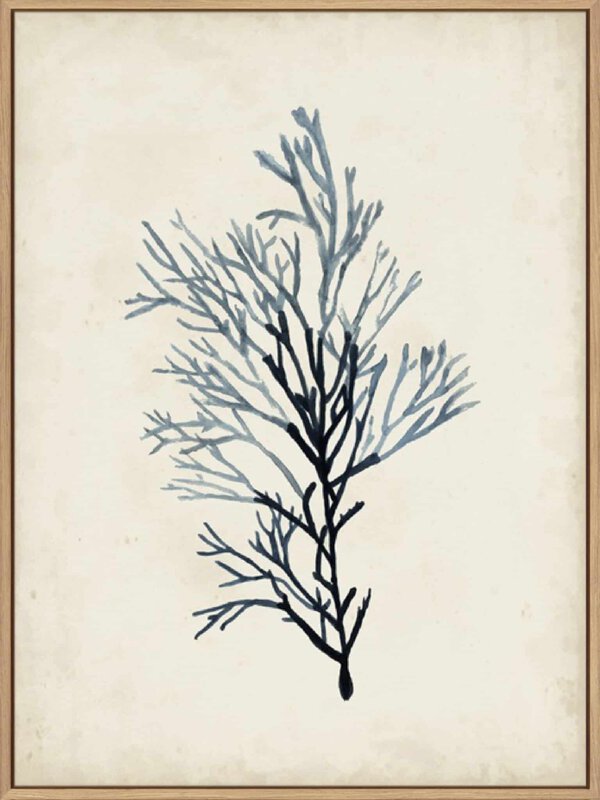 Seaweed Specimens IV - Canvas Gallery Natural