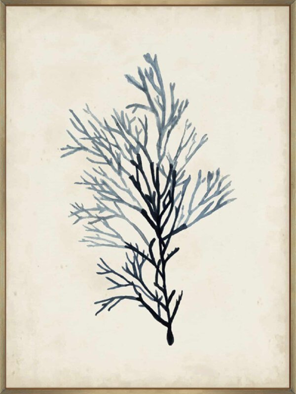 Seaweed Specimens IV - Canvas Gallery Champagne