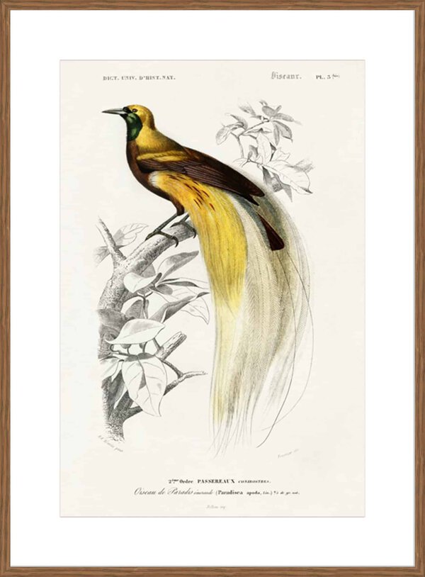 d'Orbigny Exotic Bird I - 10cm Mount Board - Image 6