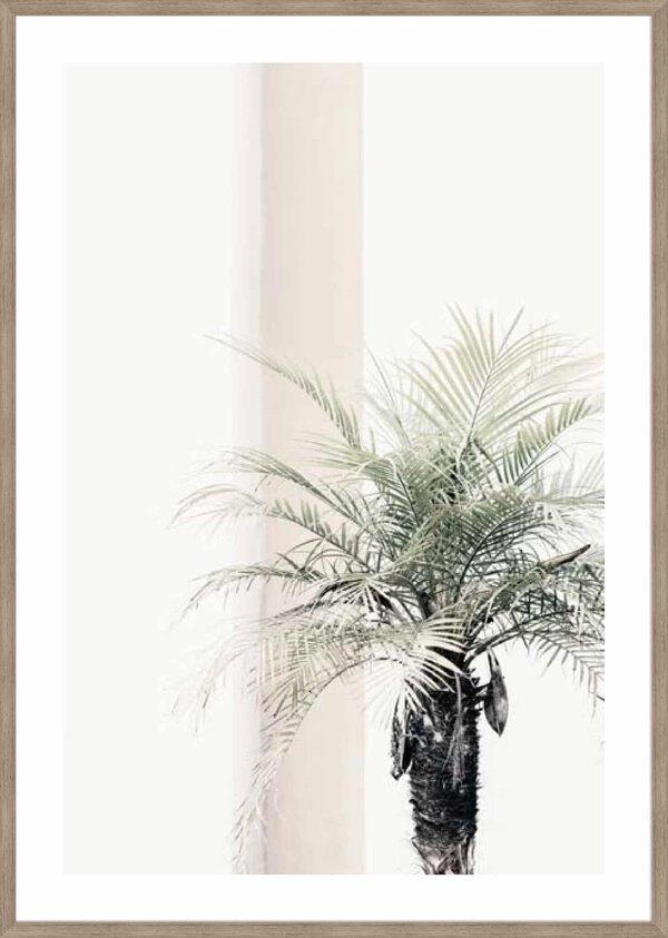 Studio III – Palm Tree - 5cm White Border