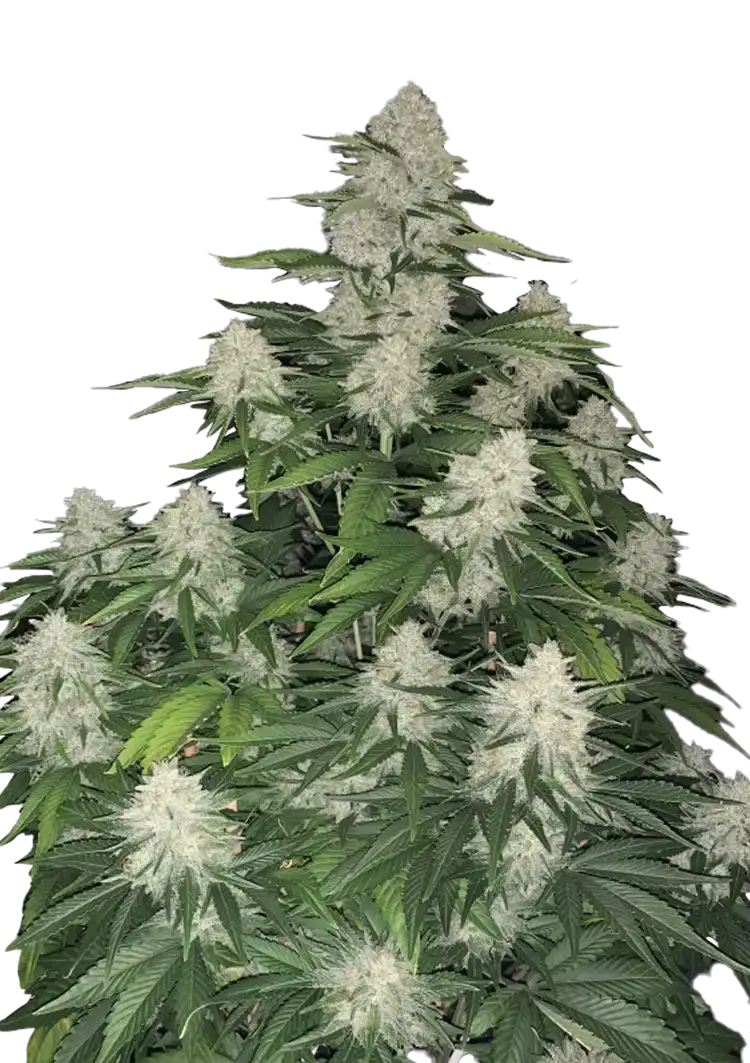 Gelato Auto
