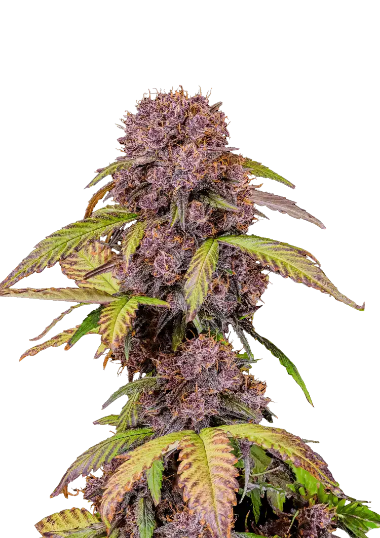 Lemon Cherry Cookies Auto | Fast Buds