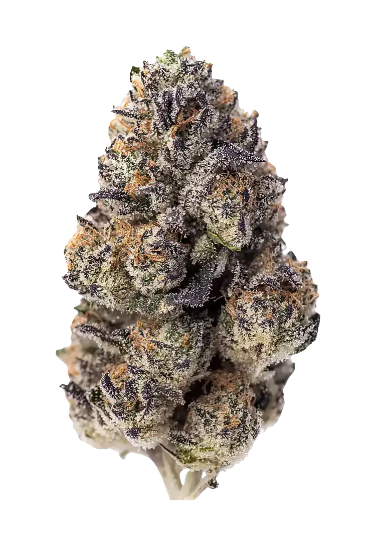 Papaya Sherbet | Fast Buds