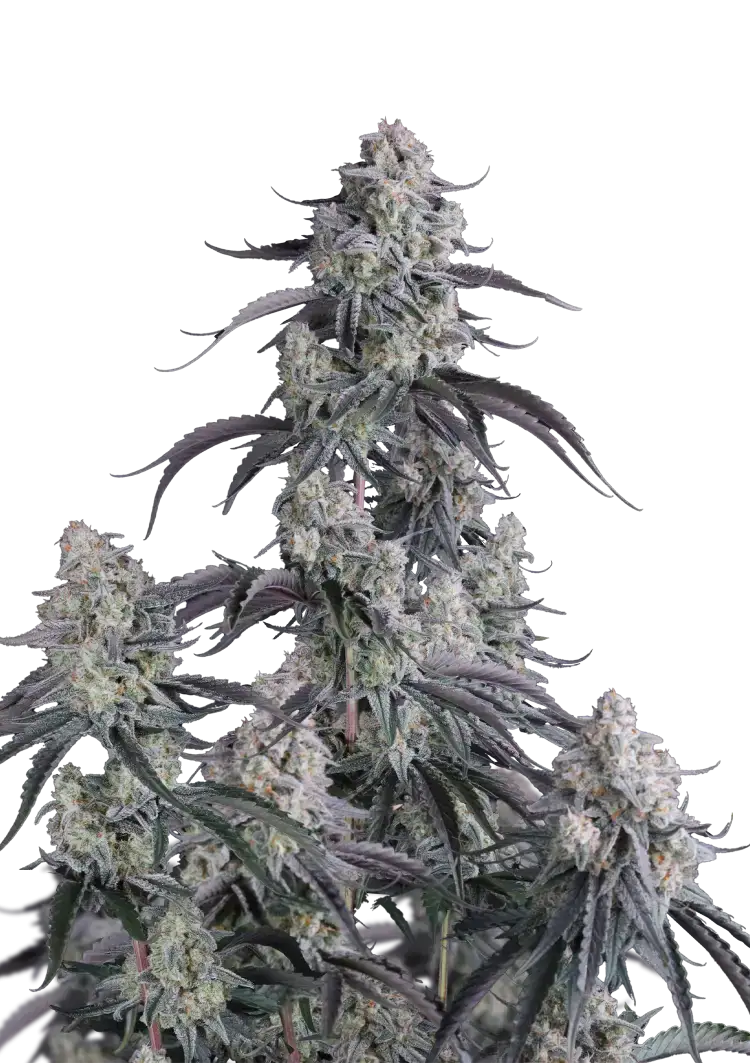 Pineapple OG Auto | Fast Buds