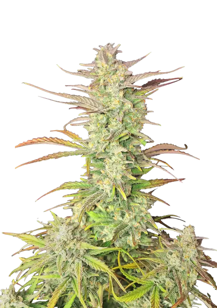 Z-Up Auto | Fast Buds