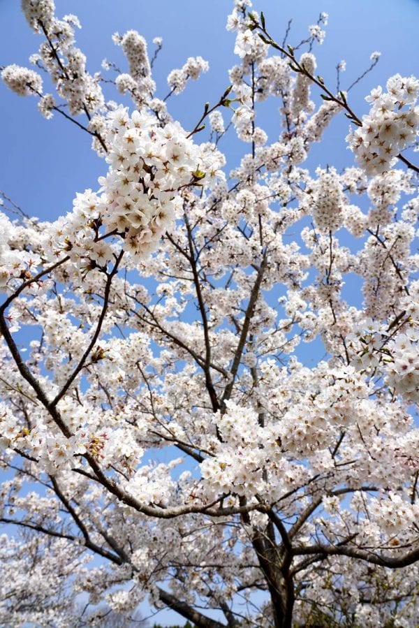 夜ノ森
