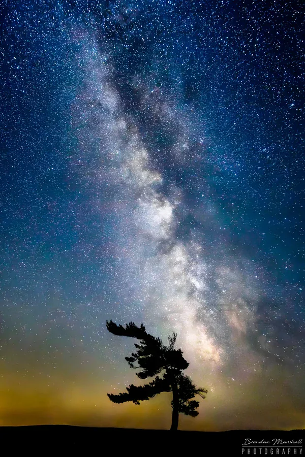 The Tree