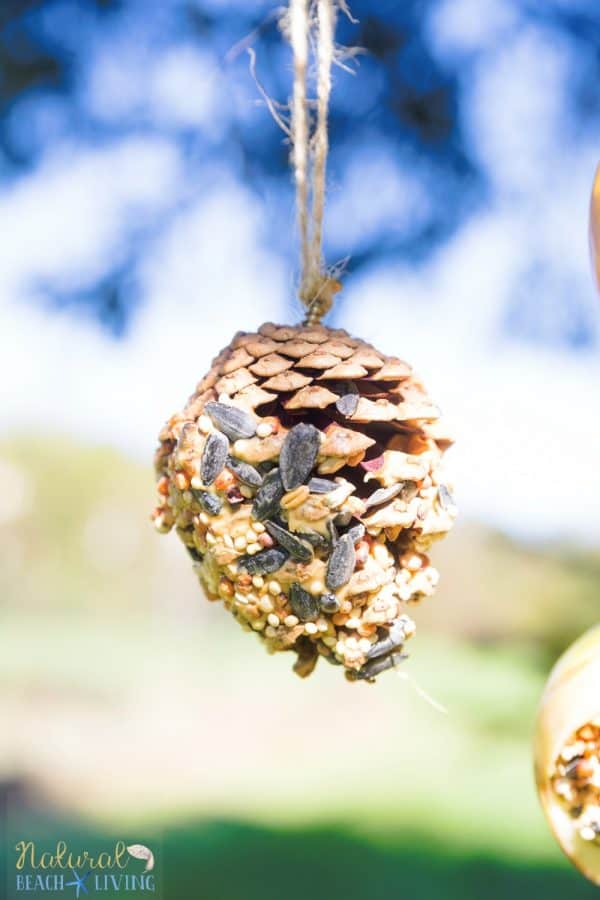 bird feeder hanging from a tree made with pinecone