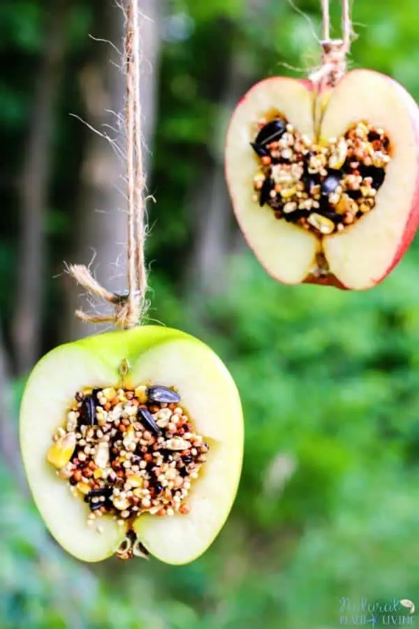 apple bird feeder