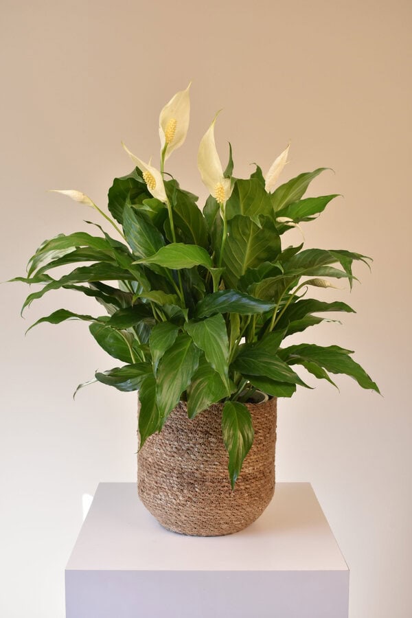 Peace Lily