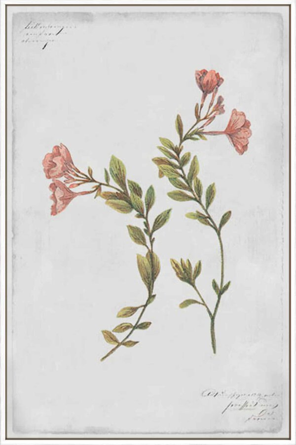 Epilobium Rigidum - Canvas Gallery White