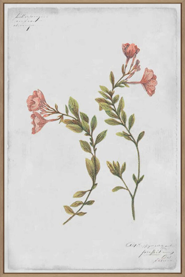 Epilobium Rigidum - Canvas Gallery Cashew