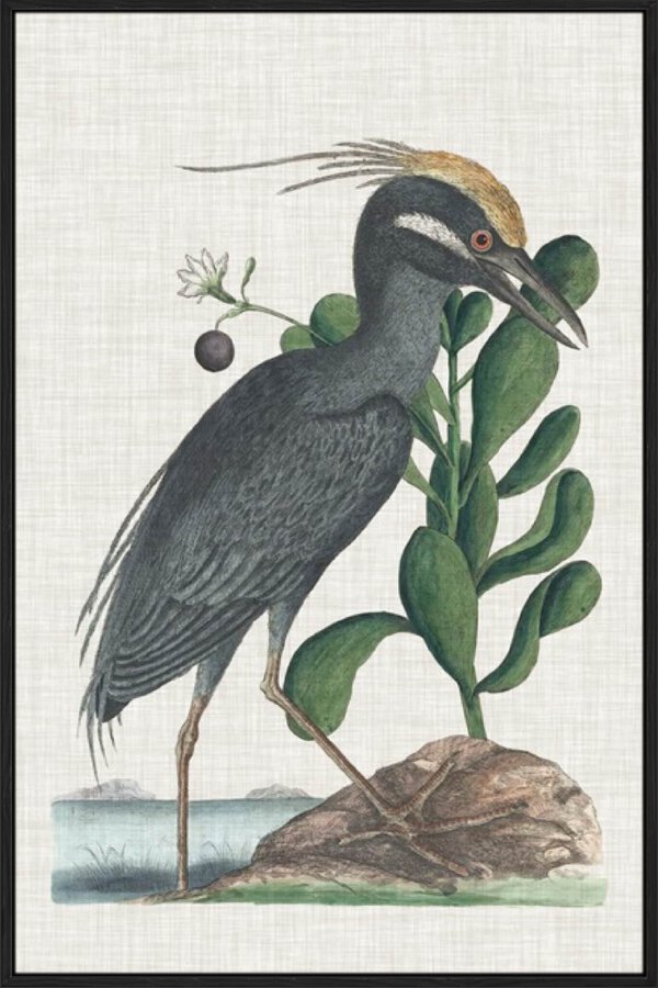 Catesby Heron I - Canvas Gallery Black