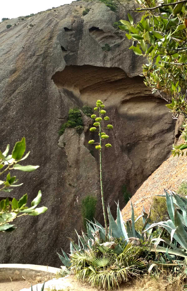 falaise de poudingue et cactus dans la calanque du Mugel