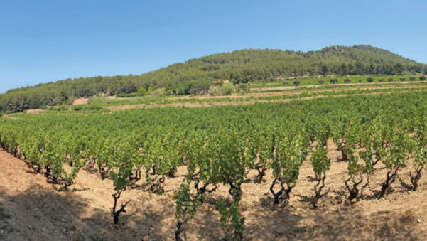 sentier des vignes bandol