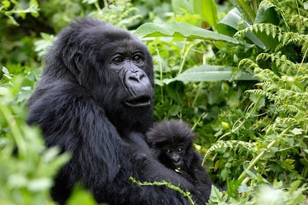 Facts About Mountain Gorillas