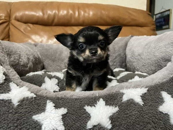 チワワの男の子 | イタリアングレーハウンド(イタグレ)専門ブリーダー