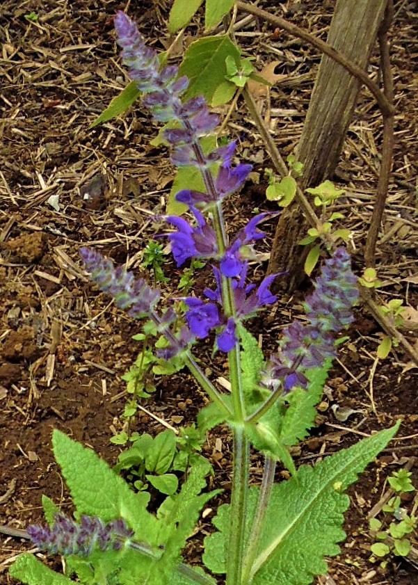 Salvia superba 'Viola Klosse'