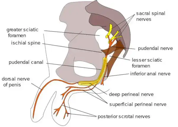 Plesso Pudendo - Prostatitis2000.org