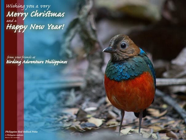Merry Christmas and Happy New Year from your friends at Birding Adventure Philippines!
