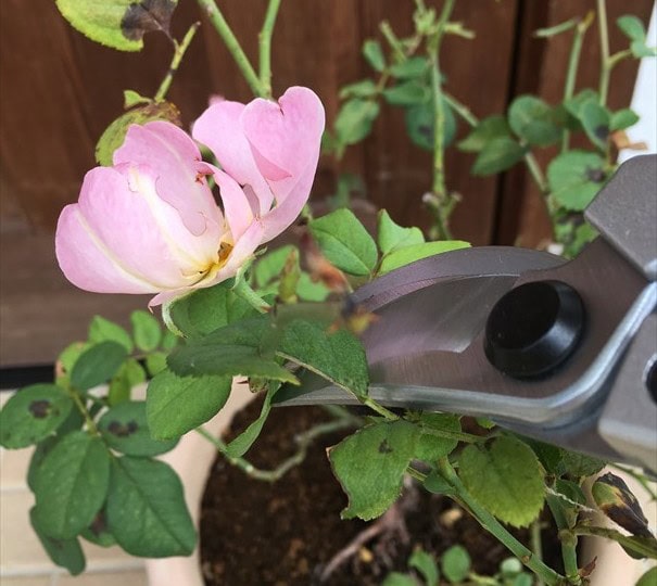 弱ったバラの花柄をカット