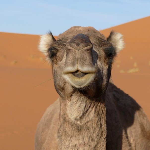 4 days tour from Fes to Marrakech