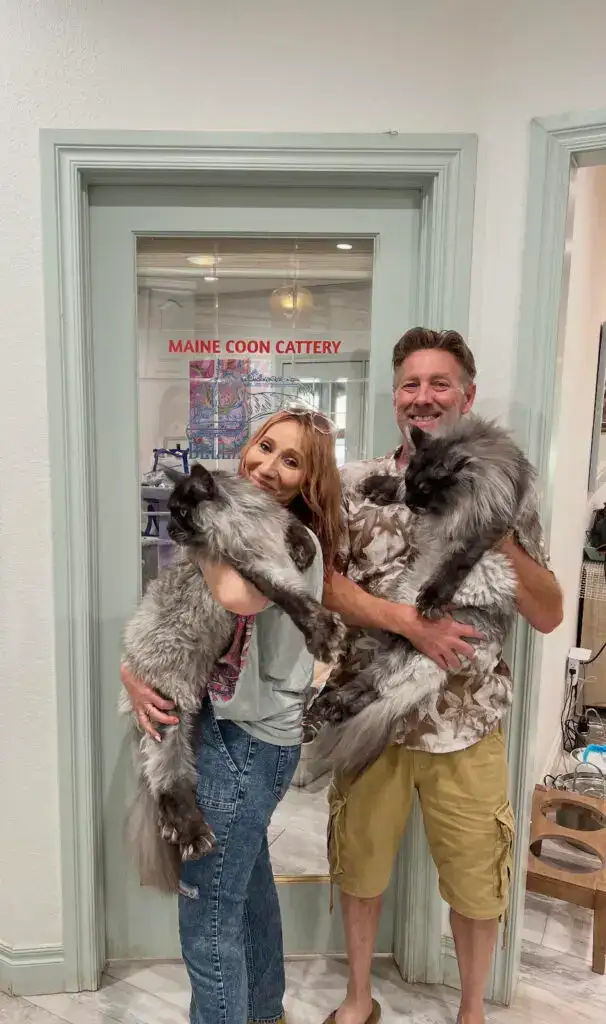 Bellatrix European Maine Coons family photo with Maine Coon cats