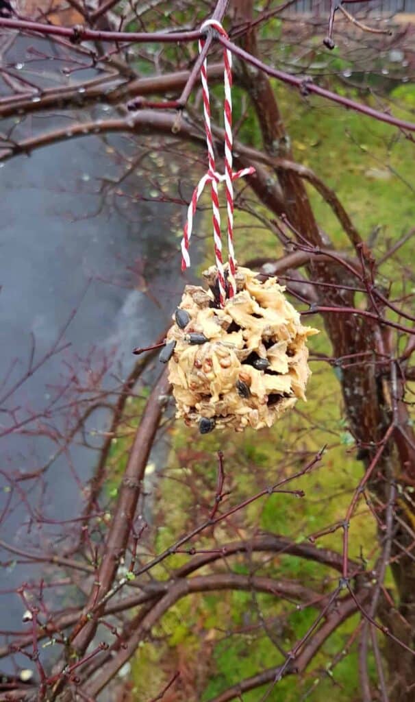 pinecone bird feeder