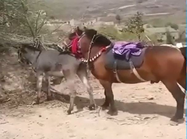 Horse mating with Donkey to produce a mule hybrid