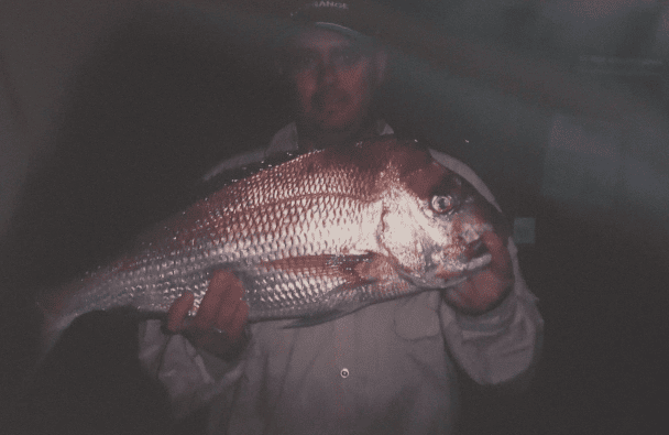 Quick Snapper Rig
