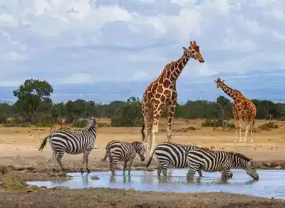 Zebras and giraffes drinking water at Ol Pejeta during a Kenya Safari Tour