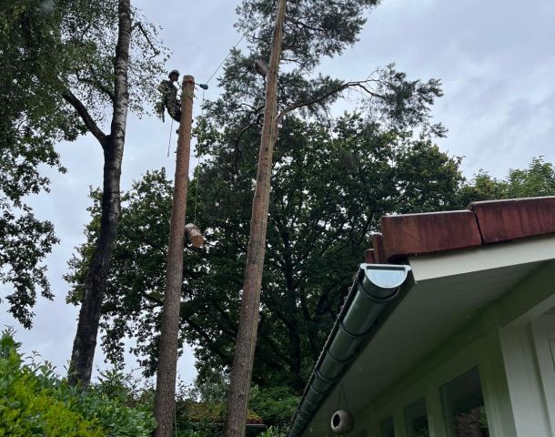 Het belang van het veilig verwijderen van zieke bomen