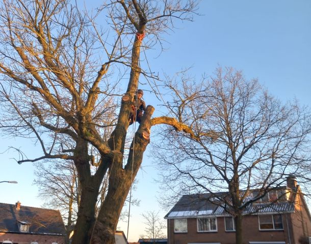 De voordelen van het verplanten van bomen: behoud uw waardevolle groen