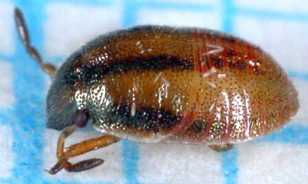 L'invasion des punaises des champs se poursuit