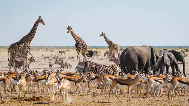 kenya wildlife