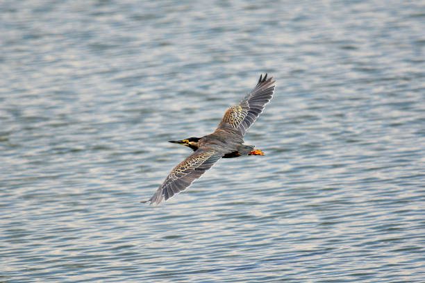 3 Days Birding Safari in Lake Mburo National Park