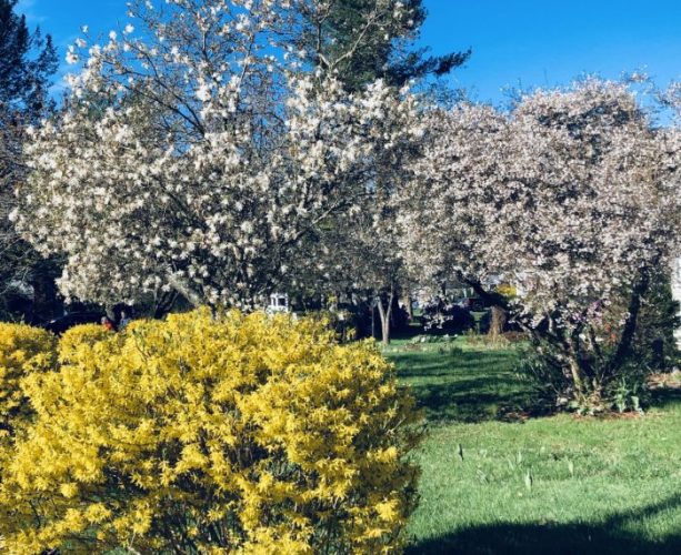 gardening in Wayland