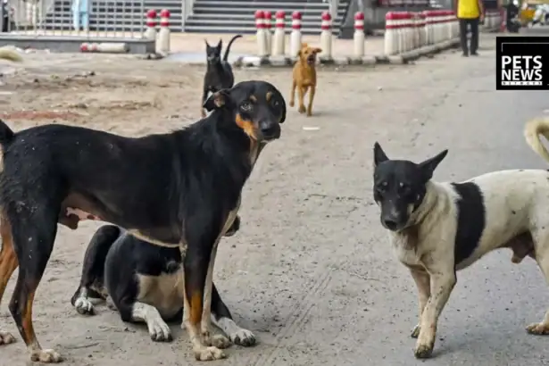 Egypt Bans Killing and Poisoning of Stray Dogs in Landmark National Sterilization Policy