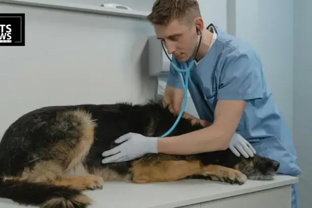 Vet Bills Are Soaring — Here's Why Indian Pet Parents Are Rushing to Insure
