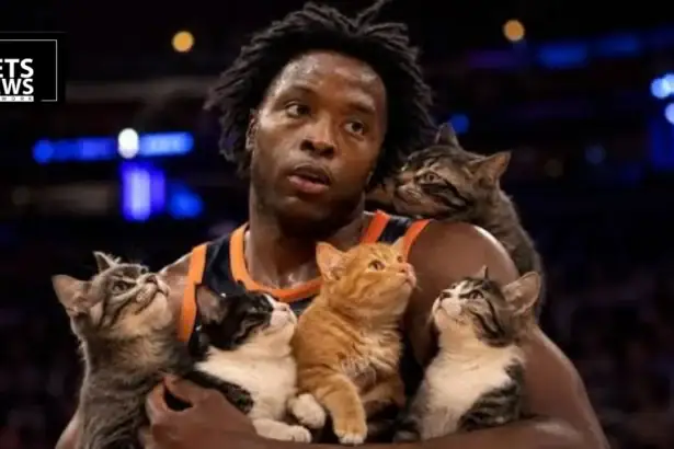 NBA Star OG Anunoby Wants You to Take Your Cat to the Vet, Here's Why It Matters